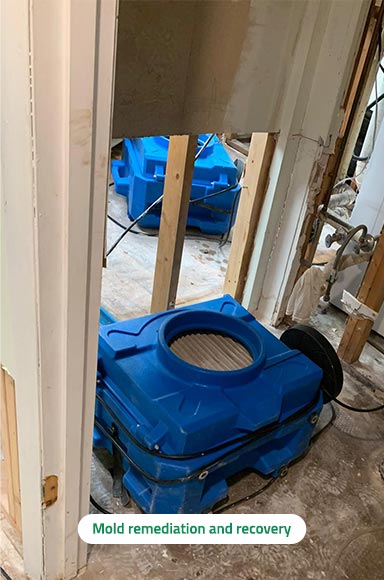 Mold Remediation Services Mold Remediation Services